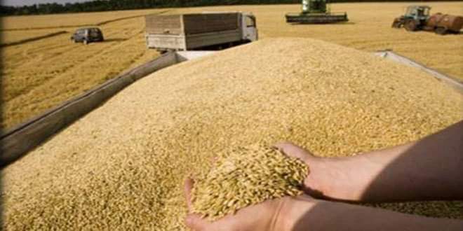 الحكومة ترفع سعر شراء كيلو القمح الى 5500 ليرة

