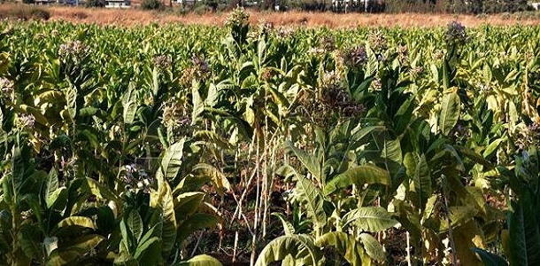 الحكومة توافق على زيادة سعر شراء محاصيل التبغ والتنباك