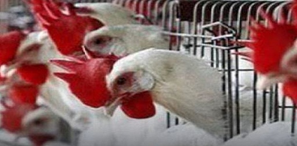  شبيه بـ "الطاعون".. مرض يصيب الدجاج ويتسبب بارتفاع سعر لحم الفروج